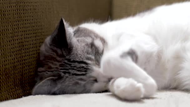 Cat Sleeping Couch Covers Its Face Paw — Stock Video