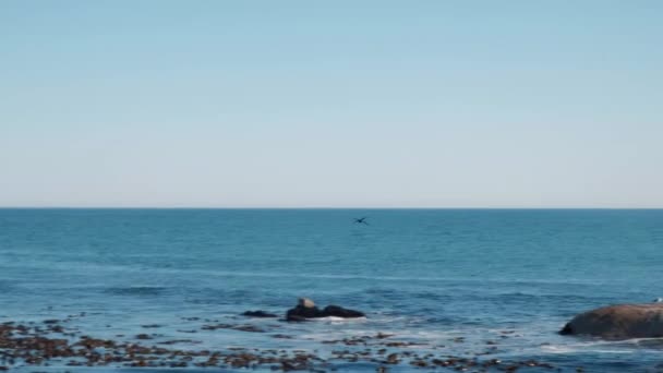 Seagull Flying Ocean — Stock Video