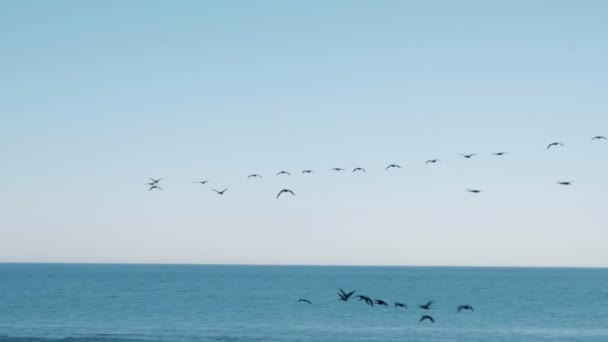 遠くに海の上に形成されて飛ぶ鳥のグループのパンニングショット — ストック動画