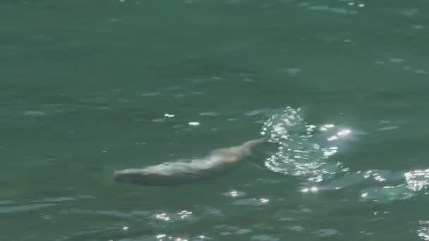 Truta Arco Íris Sendo Pego Rio Câmera Lenta Filmagem — Vídeo de Stock