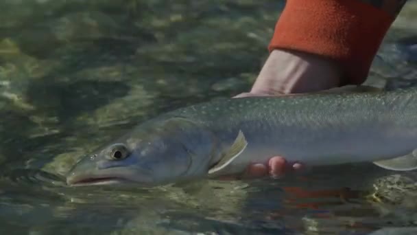 Man Releasing Bull Trout River Being Caught Slow Motion Footage — Stock Video