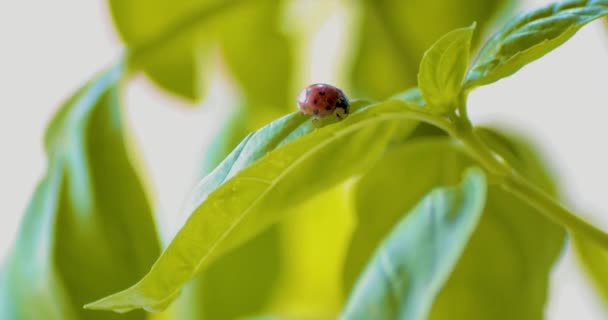 Ladybug Basil Leave Sunny Day — Stock Video