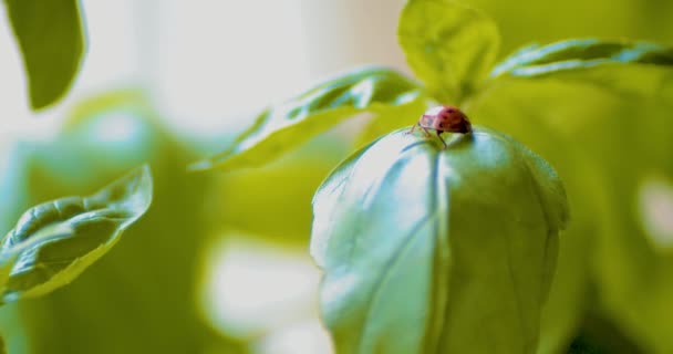 Lady Bug Walking Basil Leave Sunny Day — Stock Video