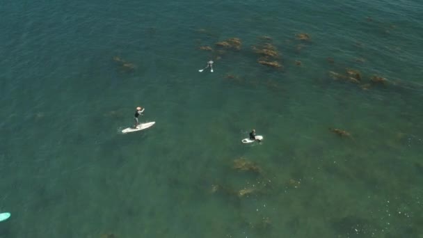 パドルボーダー サーファーとフログマン カリフォルニア州マリブのサーフライダービーチ沖 — ストック動画