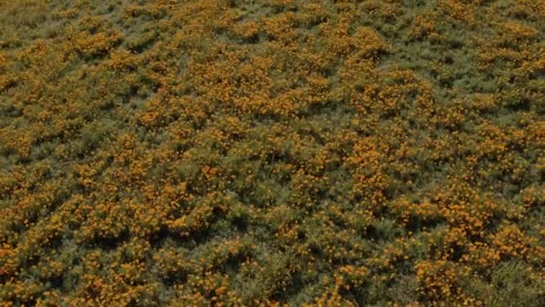 California Amapolas Líneas Eléctricas — Vídeo de stock