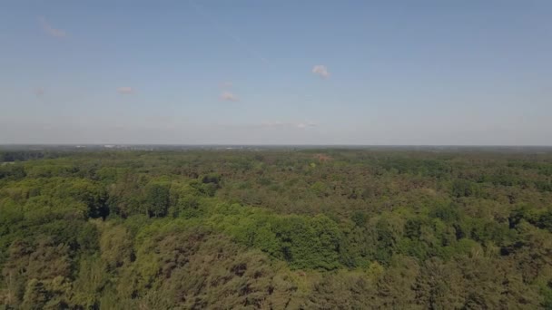Drone Πτήση Πάνω Από Δάσος Μπλε Ουρανό — Αρχείο Βίντεο