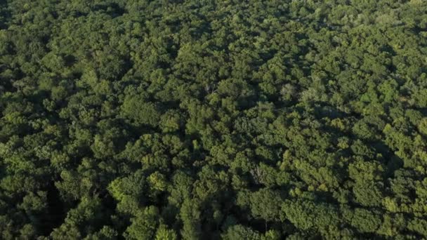 Воздушный Полет Над Густым Лесом Северо Востоке Сша Теплым Летом — стоковое видео