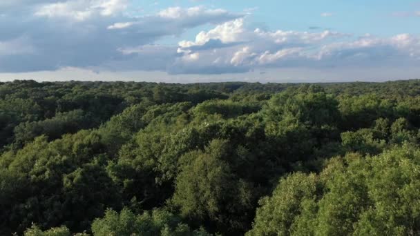 Flyg Rakt Över Trädgränsen Ett Skogsområde Med Flygande Fåglar Och — Stockvideo