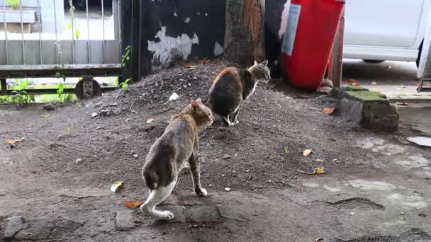 Gato Quando Cocó Areia Seguida Enterrá Por Arranhar Chão — Vídeo de Stock