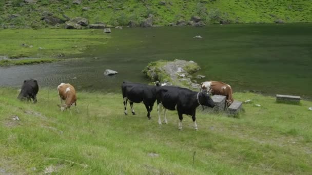 谷を歩く牛 — ストック動画