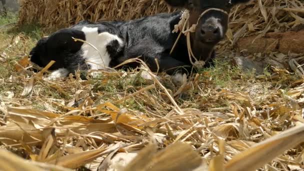 子牛の放牧乾燥迷路の葉のクローズアップビュー — ストック動画