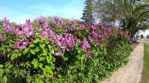 Pueple Fiori Lungo Marciapiede Una Piccola Città Una Giornata Sole — Video Stock