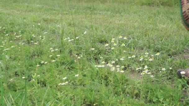 美しいドイツのカモミールの花によって地面にバスケットダウン花の場所を収穫する準備ができて人 — ストック動画
