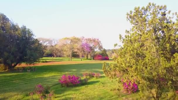 Сад Цвіте Азалії Лапахос Інші Екзотичні Дерева Прекрасно Посіяному Газоні — стокове відео