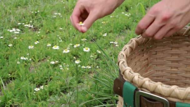 Cvičené Ruce Sklízející Německý Heřmánek Matricaria Heřmánek Vkládající Košíku — Stock video