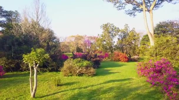 Jardín Flor Azaleas Lapachos Otros Árboles Exóticos Césped Perfectamente Cortado — Vídeos de Stock