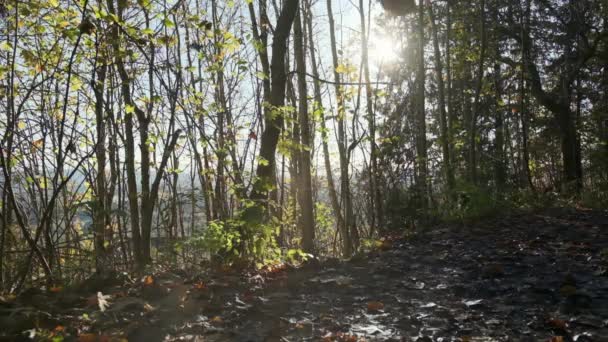 Осіннє Листя Падає Повільному Русі Посеред Лісу Сонячним Сяючим Горбом — стокове відео