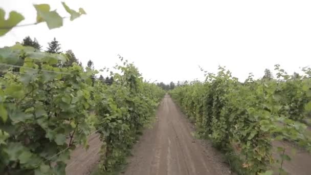 Bergerak Melalui Kebun Anggur Hijau Yang Bersih — Stok Video
