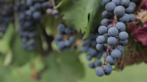 Close Red Grapes Vine Vineyard — Stock Video