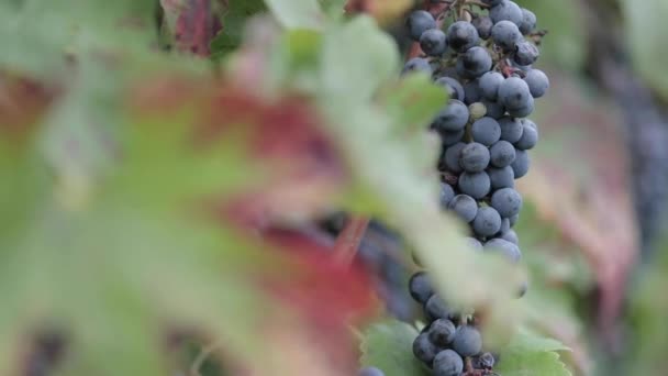 Close Red Grapes Vine Vineyard Slow Motion — Stock Video