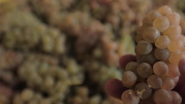 Green Wine Grapes Close Hand Inspecting Holding Them — Stock Video