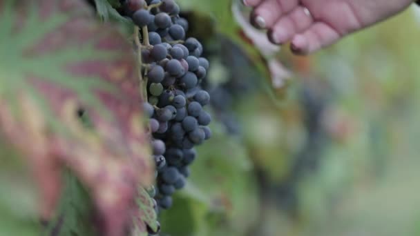 Movimiento Lento Mano Inspeccionando Uvas Púrpuras Viñedo Vid — Vídeo de stock