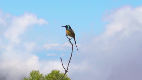 Sluneční Pták Stolové Hoře Kapské Město Jižní Afrika Sedí Větvičce — Stock video