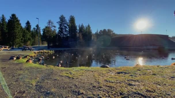 Patos Divertindo Sol Por Uma Lagoa Início Inverno — Vídeo de Stock