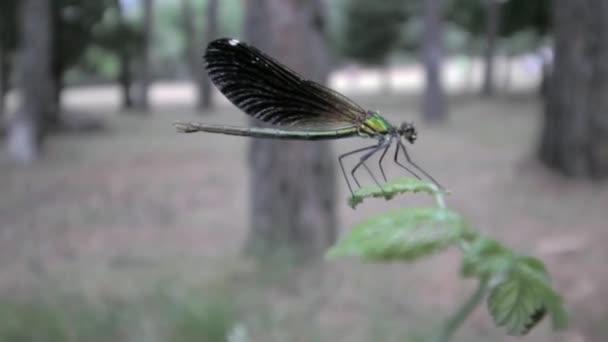 Acercamiento Una Libélula Sobre Una Hoja Bosque Volando — Vídeos de Stock