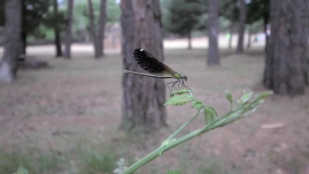 Makro Einer Libelle Auf Einem Blatt Wald — Stockvideo