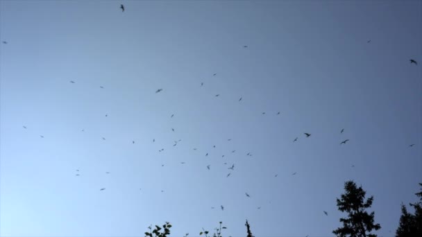 背景に澄んだ青い空を背景にいくつかの木の上を飛ぶ鳥の群れ — ストック動画