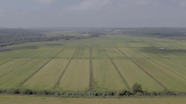 Huge Green Rice Field Pattern Aerial Shot — Stock Video