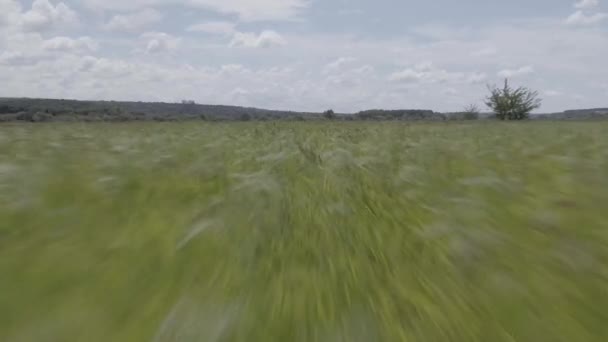 Niedriger Vorbeiflug Einem Grünen Reisfeld — Stockvideo