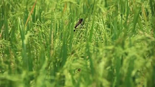 Sparrow Verdant Rice Trees Seen Close Distance Selective Focus Little — Stock Video
