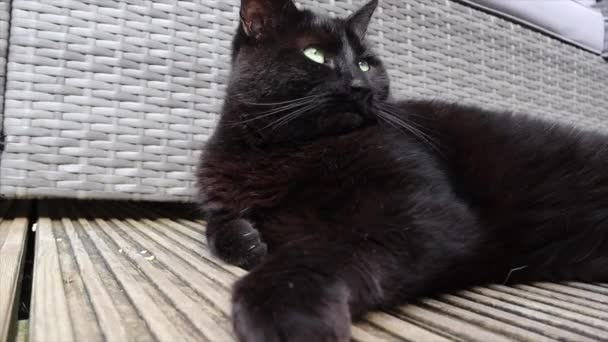 Пухнаста Чорна Кішка Розслабляється Палубі Потім Дивиться Через Плече — стокове відео