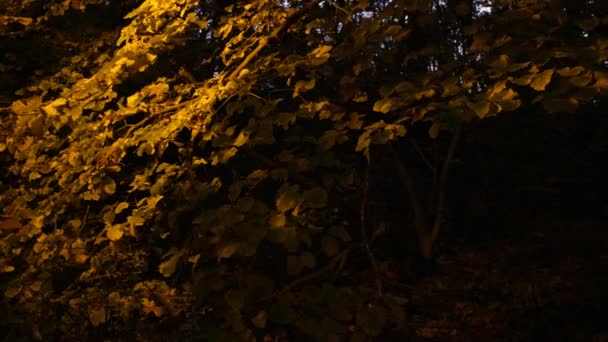 Slow Panning Tilt Foliage Lit Streetlight Dusk Sky Forested Park — Stock Video