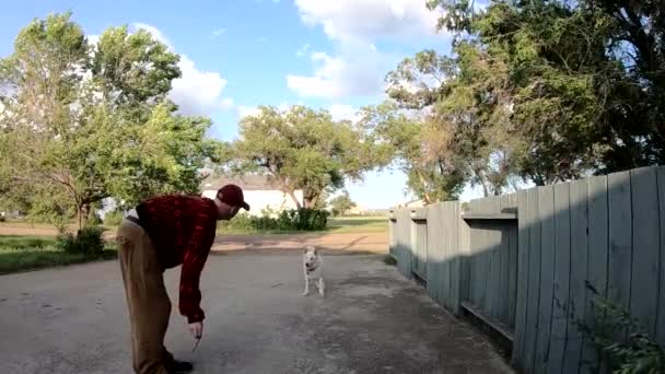 Slow Motion Człowiek Trening Biały Pies Husky Skakać Złapać Obiekt — Wideo stockowe