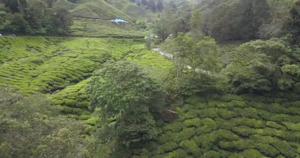 Drone Footage Cameron Highlands Tea Plantation — Vídeo de Stock