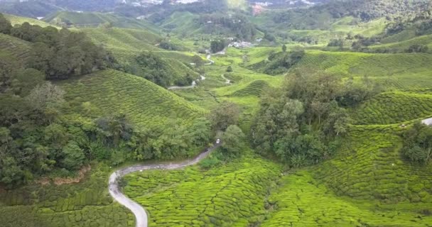 Drone Footage Beautiful Cameron Highlands Tea Plantasi — Stok Video