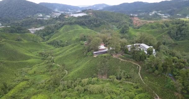 Drone Footage Overview Cameron Highlands Tea Plantation — Stock Video