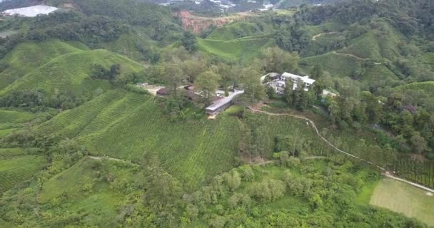 Drone Footage Cafe Cameron Highlands Tea Plantation — ストック動画