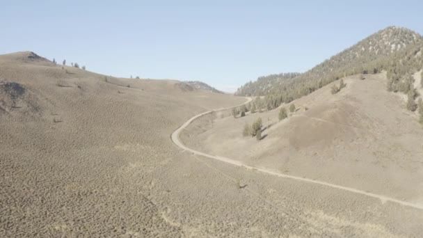 与加州古老的白果松林并排飞行 — 图库视频影像