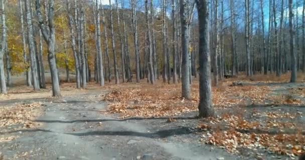 Herbstsaison Filmische Drohnenaufnahmen Eines Gebirgstals Mit Bäumen Die Langsam Blätter — Stockvideo
