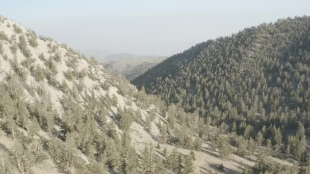 在加州大松树附近的山上飞越古老的布里斯托尔松松树林 — 图库视频影像