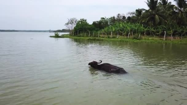 Drone Footage Water Swimming Lake Sri Lanka — Video
