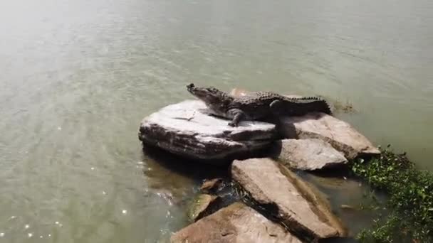 Drone Footage Crocodile Sunbathing Sri Lanka — Video