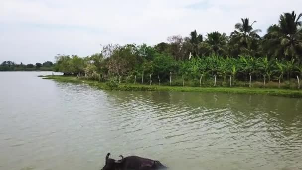 Drone Footage Jungle Lake Sri Lanka — Video