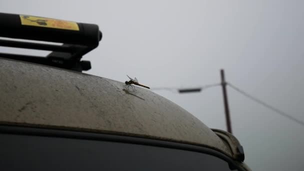 Libelleninsekt Sitzt Regungslos Auf Autodach Einem Trüben Und Regnerischen Morgen — Stockvideo