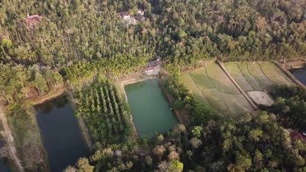 Espaço Farming Domínio Pessoas Kodagu Karnataka Índia — Vídeo de Stock