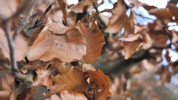 Slow Motion Autumn Leaves Kyffhuser Monument Harz Germany — Stock Video